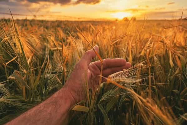 See how Seedsight is transforming agriculture!